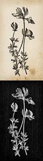 Lotus Prints: Botany plants antique engraving illustration: Lotus corniculatus (birds foot trefoil)