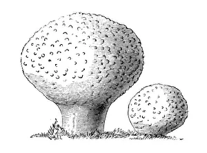 Floral Prints: Botany plants antique engraving illustration: Lycoperdon perlatum, puffball