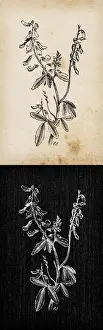 Sweet Prints: Botany plants antique engraving illustration: Melilotus officinalis (yellow sweet clover