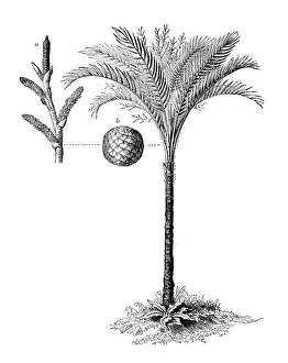 True Prints: Botany plants antique engraving illustration: Metroxylon sagu (true sago palm)