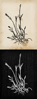 Erect Prints: Botany plants antique engraving illustration: Moenchia erecta (erect chickweed