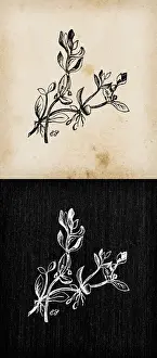 Fontana Prints: Botany plants antique engraving illustration: Montia fontana (blinks, water blinks)