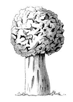 Edible Mushrooms, Victorian Botanical Illustration Prints: Botany plants antique engraving illustration: Morel, Morchella Esculenta