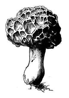 Edible Mushrooms, Victorian Botanical Illustration Prints: Botany plants antique engraving illustration: Morel