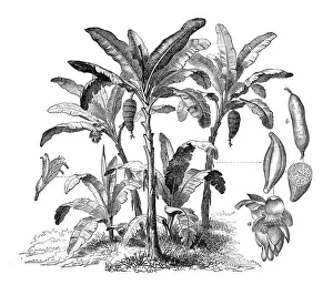 Musa Prints: Botany plants antique engraving illustration: Musa sapientum, Banana Tree