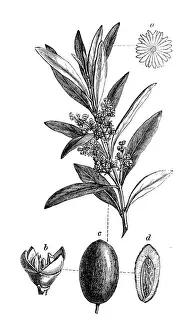 Olea Europaea Prints: Botany plants antique engraving illustration: Olea europaea, Olive tree