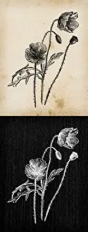Papaver Prints: Botany plants antique engraving illustration: Papaver rhoeas (poppy)