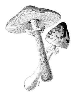 Edible Mushrooms, Victorian Botanical Illustration Prints: Botany plants antique engraving illustration: parasol mushroom (Macrolepiota procera)