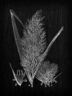Botany plants antique engraving illustration: Phragmites australis