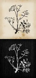 Saxifraga Prints: Botany plants antique engraving illustration: Pimpinella saxifraga (burnet saxifrage)