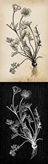 Bulbous Prints: Botany plants antique engraving illustration: Ranunculus bulbosus (St