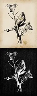 Botany plants antique engraving illustration: Raphanus raphanistrum (wild radish