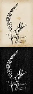 Weed Prints: Botany plants antique engraving illustration: Reseda luteola (dyers rocket, dyers weed