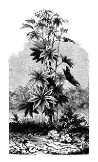 Communis Prints: Botany plants antique engraving illustration: Ricinus communis (castorbean)