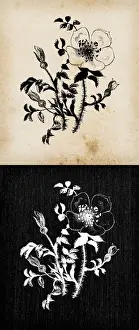 Rosa Prints: Botany plants antique engraving illustration: Rosa spinosissima