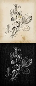 Blackberry Prints: Botany plants antique engraving illustration: Rubus fruticosus (Blackberry)