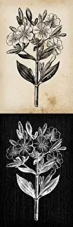 Officinalis Prints: Botany plants antique engraving illustration: Saponaria officinalis (Soapwort)