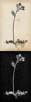 Botany plants antique engraving illustration: Thalictrum alpinum (alpine meadow-rue