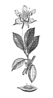 Botany plants antique engraving illustration: Theobroma cacao, cacao tree, cocoa tree