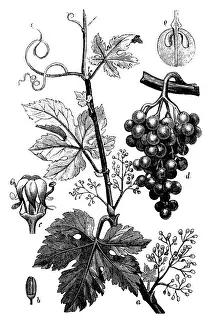 Common Prints: Botany plants antique engraving illustration: Vitis vinifera (common grape vine)