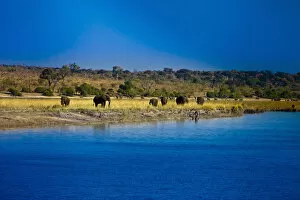 Images Dated 21st June 2011: botswana, chobe, chobe national park, clear sky, color image, colour image, elephant