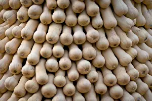 Gourd Prints: Bottle gourds, opo squashes or long melons -Lagenaria siceraria