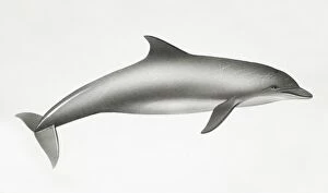 Mammals Gallery: Bottlenose Dolphin, Tursiops truncatus, side view