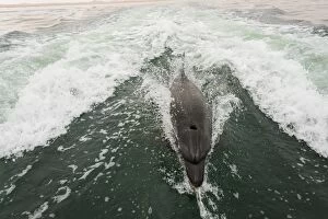 Bottlenose dolphin -Tursiops truncatus- in Walvis Bay, Erongo Region, Namibia