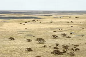 Horizon Over Land Collection: Boundary, Clear Sky, Dry, Field, Growth, Horizon Over Land, Landscape, Makgadikgadi