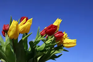 Tulip Prints: Bouquet of tulips in spring