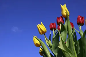 Tulip Prints: Bouquet of tulips in spring