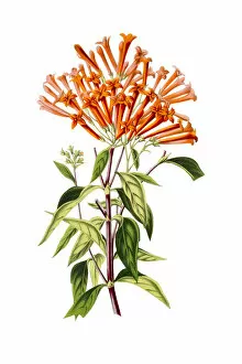 Images Dated 26th August 2015: Bouvardia houtteana on white 19th century illustration