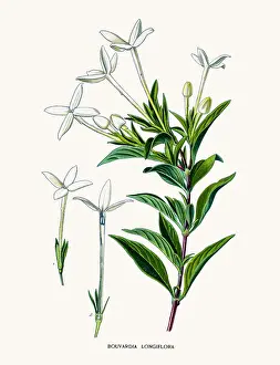 Bouvardia plant