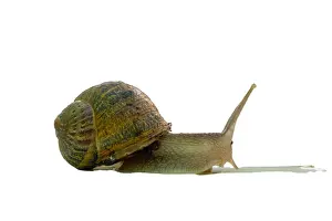 Prints of bover snail native to the Balearic Islands with white background Paleontology Art Illustration Prints: bover snail native to the Balearic Islands with white background