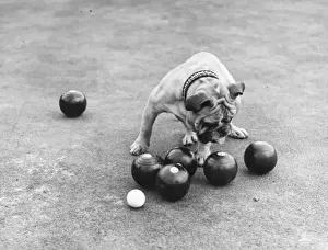Bowling Prints: Bowling Dog
