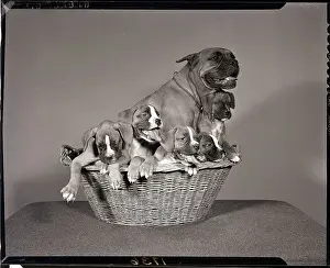 Boxer with Five Puppies