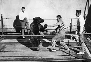 Wild Animal Prints: Boxing Bear