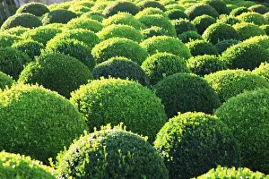 Loire Valley Prints: Boxwood, Shape, Pattern