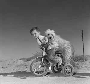 Boy (2-3) with dog biking on tricycle