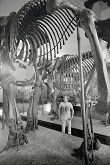 8 9 Years Prints: Boy (8-9) gazing at ancient dinosaur skeletons