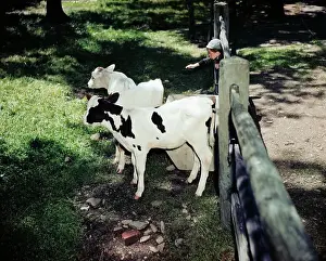 Boy with Calves