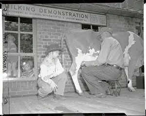 Dairy Cow Prints: Boy in Cowboy Outfit Getting a Splash of Milk