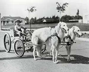 Boy Driving Dogs