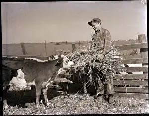 Grain Prints: Boy Feeding Calves