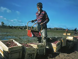 Wisconsin Prints: Boy Harvesting Cranberries