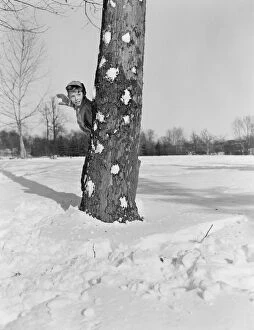 Fighting Gallery: Boy hiding behind tree trunk about to throw snow ball, tree trunk scarred with snow ball