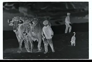 Boy Leading His Oxen