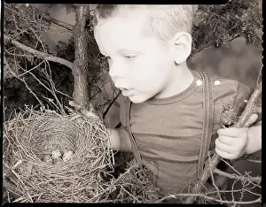 Nest Prints: Boy Peering into Bird Nest