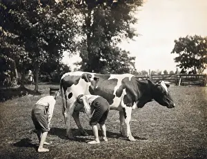 Boy Squirting Cow's Milk