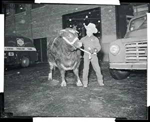 Boy Standing with Shorthorn Steer